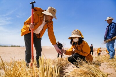 As árvores Haloxylon ammodendron combatem a desertificação por meio da resistência à seca e estabilização da areia (PRNewsfoto/Yutong Bus)