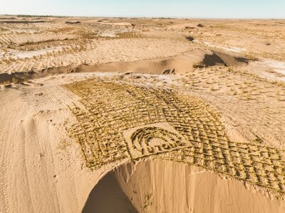 A floresta de Haloxylon ammodendron plantada pela Yutong em Minqin, China. Até o momento, a Yutong já plantou mais de 31.000 mudas de Haloxylon ammodendron (PRNewsfoto/Yutong Bus)