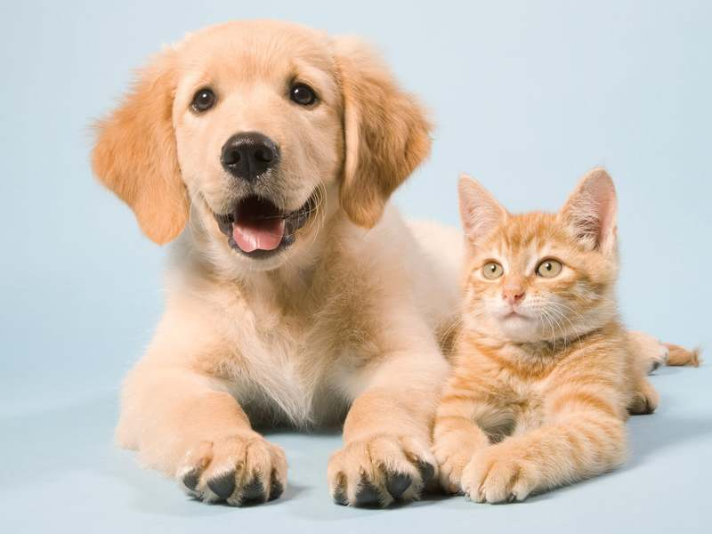 Abandono de animais &eacute; crime e segue em alta no Brasil