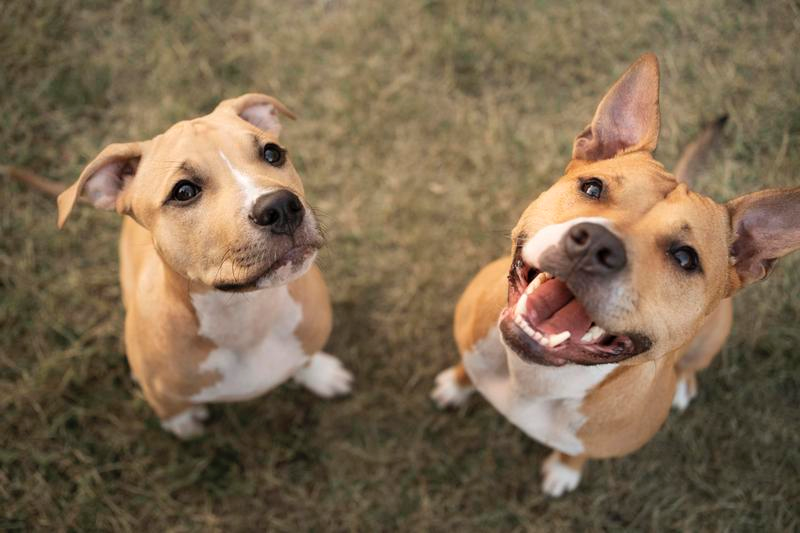 Elanco trata mais de 2 milh&otilde;es de c&atilde;es com Zenrelia