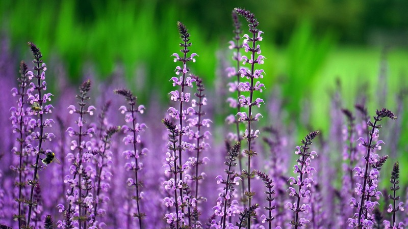 Plantas exigem cuidados espec&iacute;ficos conforme o ambiente