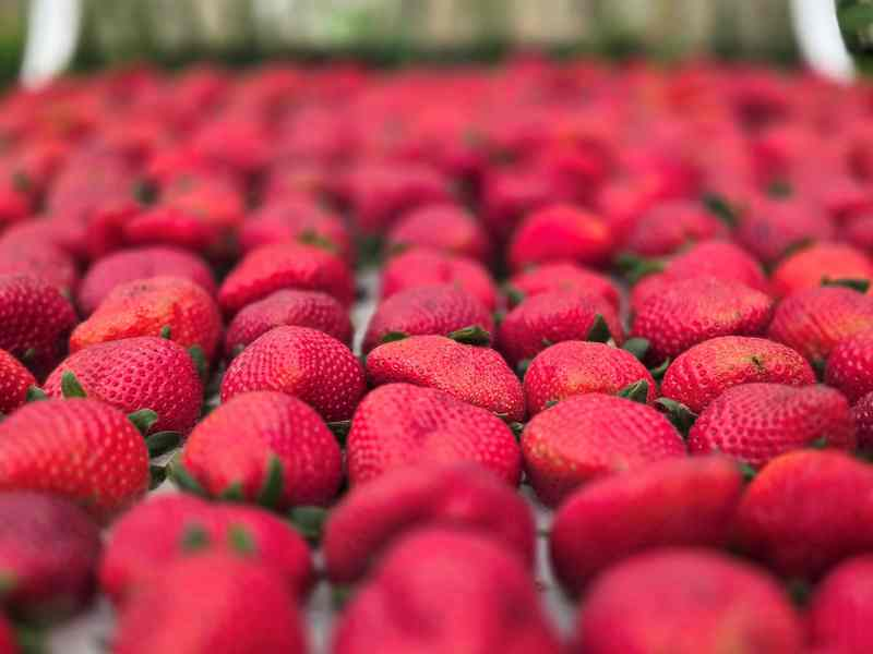 Festa de Flores e Morangos realiza 44&ordf; edi&ccedil;&atilde;o em Atibaia